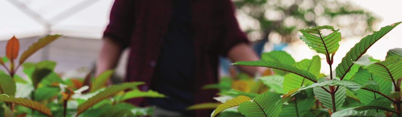Kratom plants under cultivation in a greenhouse